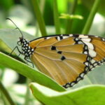 minolta digital camera